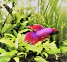 aquaristik---kampffisch-1