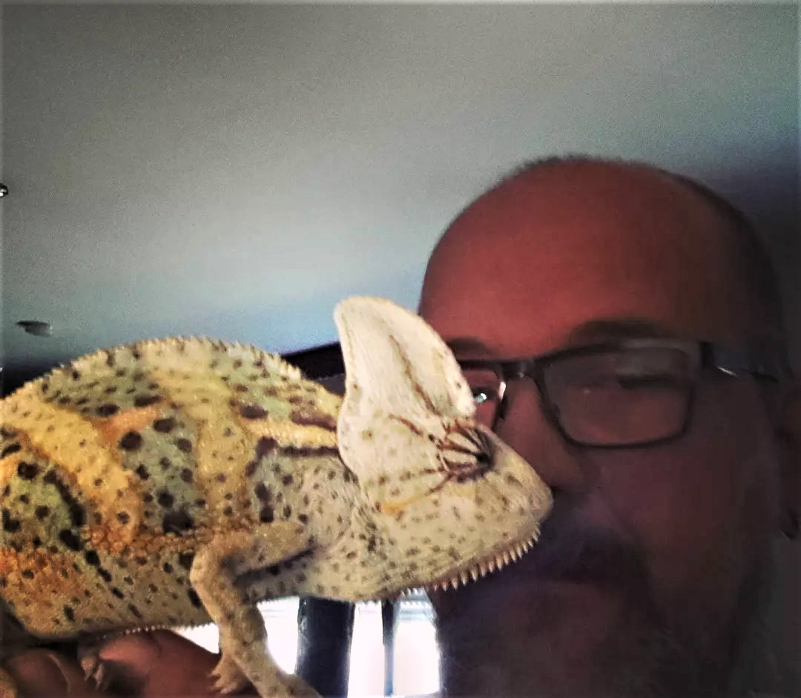 Chamäleon Leo mit Trainer Mattu