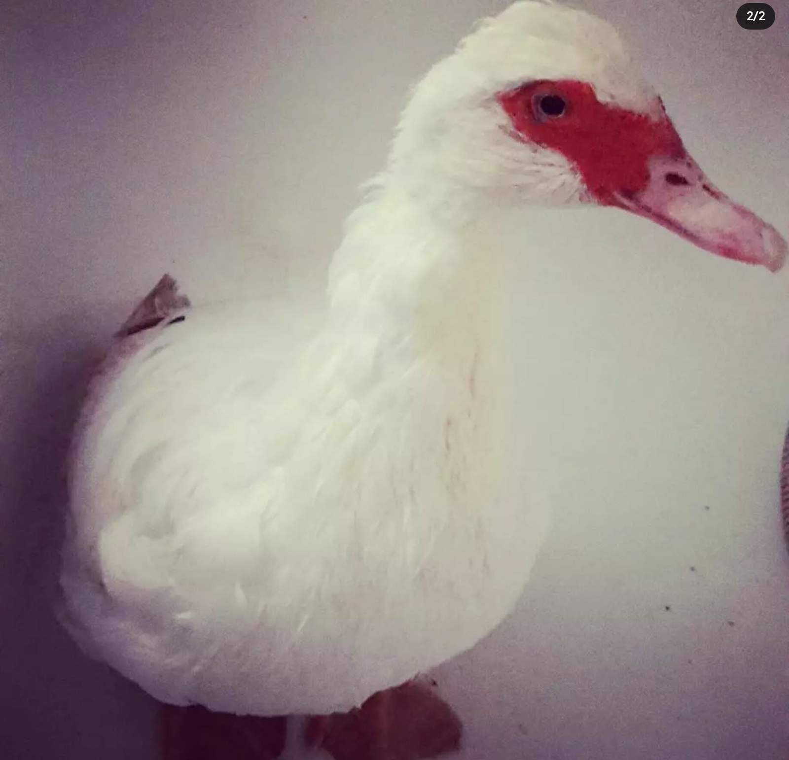 Filmente Duffy - keine Diva