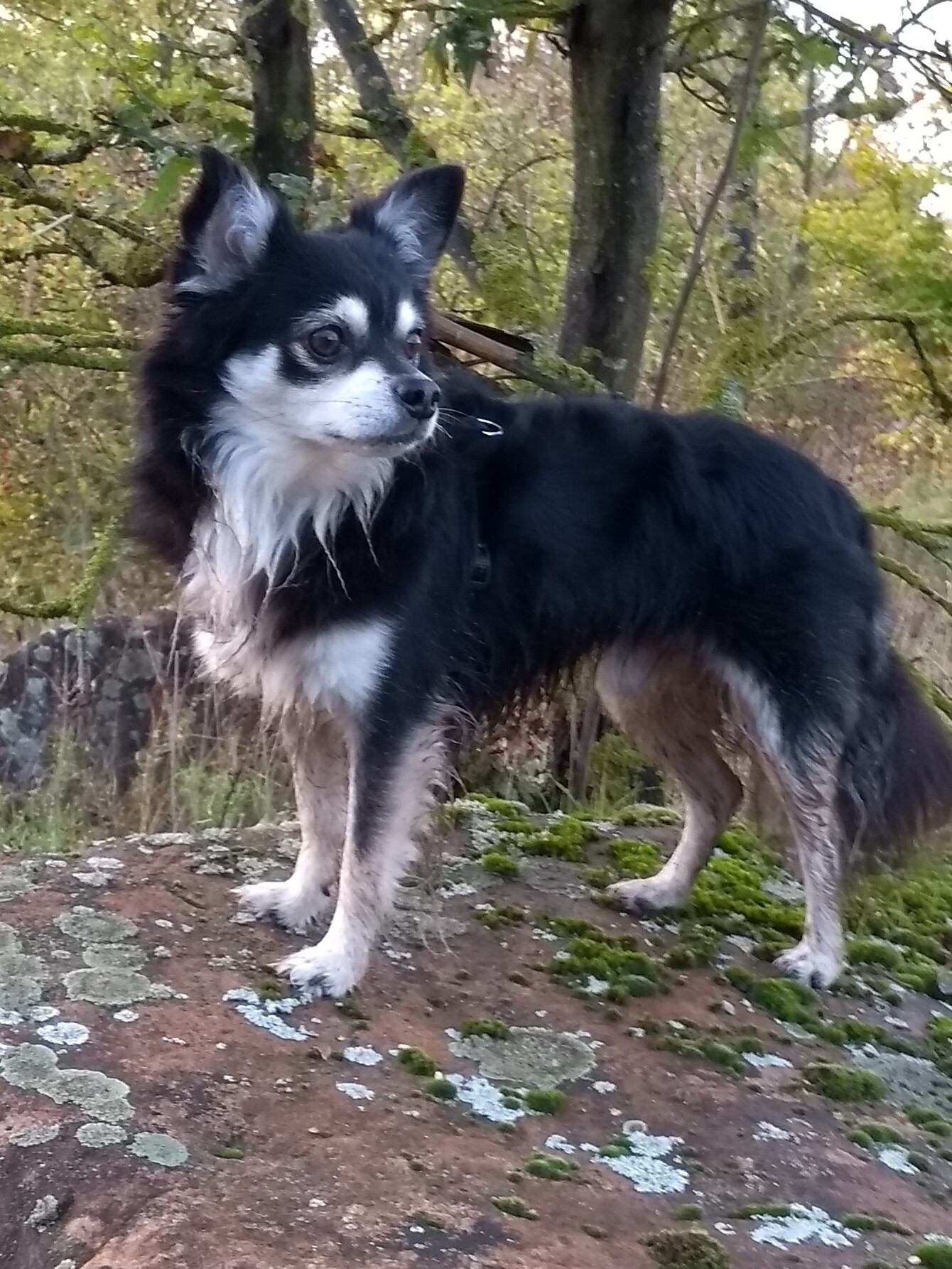 Filmhund- Chihuahua Toni / Filmhundetrainer