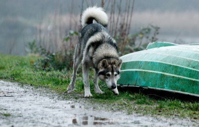 Wolf - wolve - / Tiertraining - Filmtiere