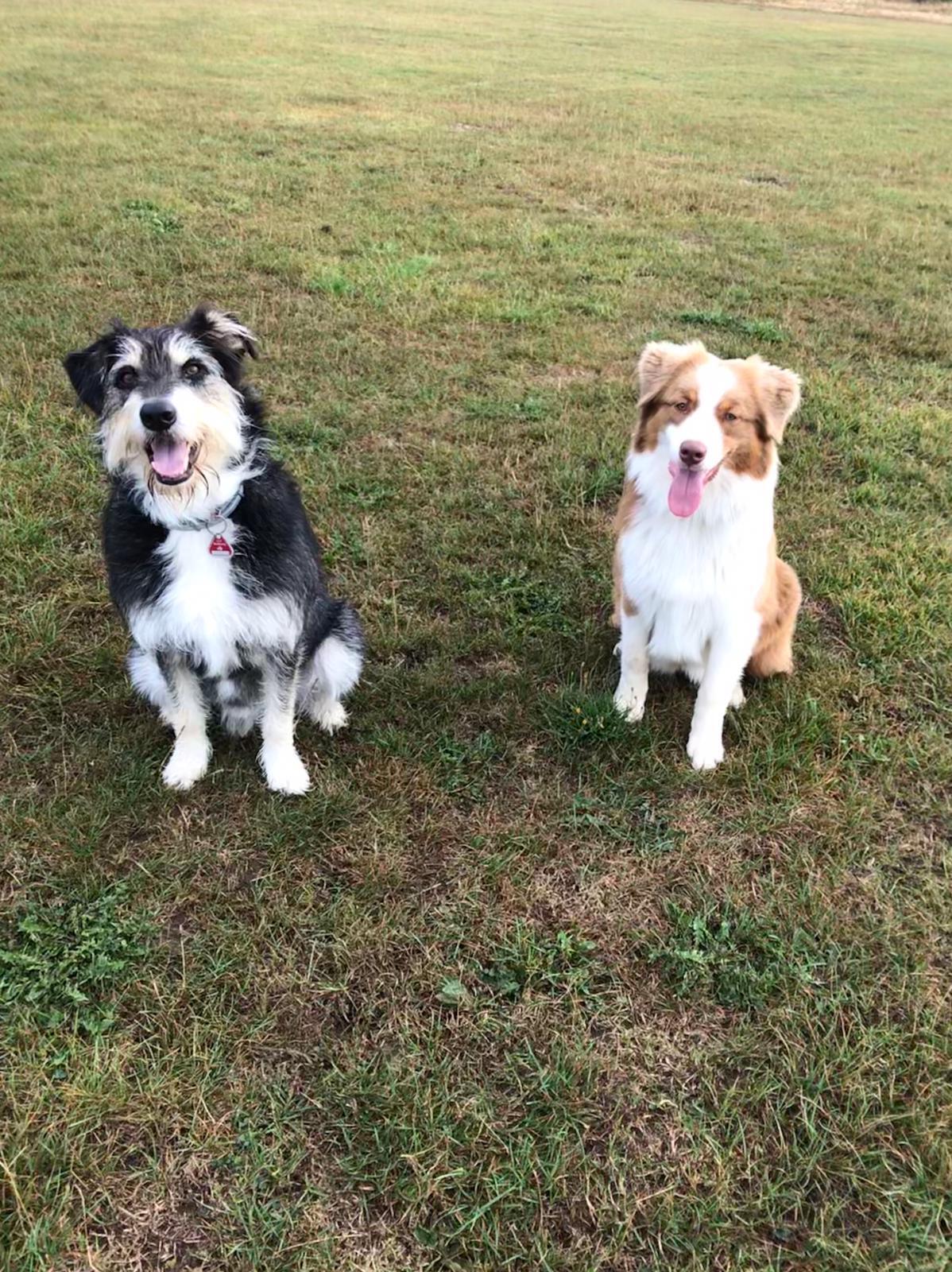 Filmhunde - Tiertraining / stars auf vier Pfoten - showdogs