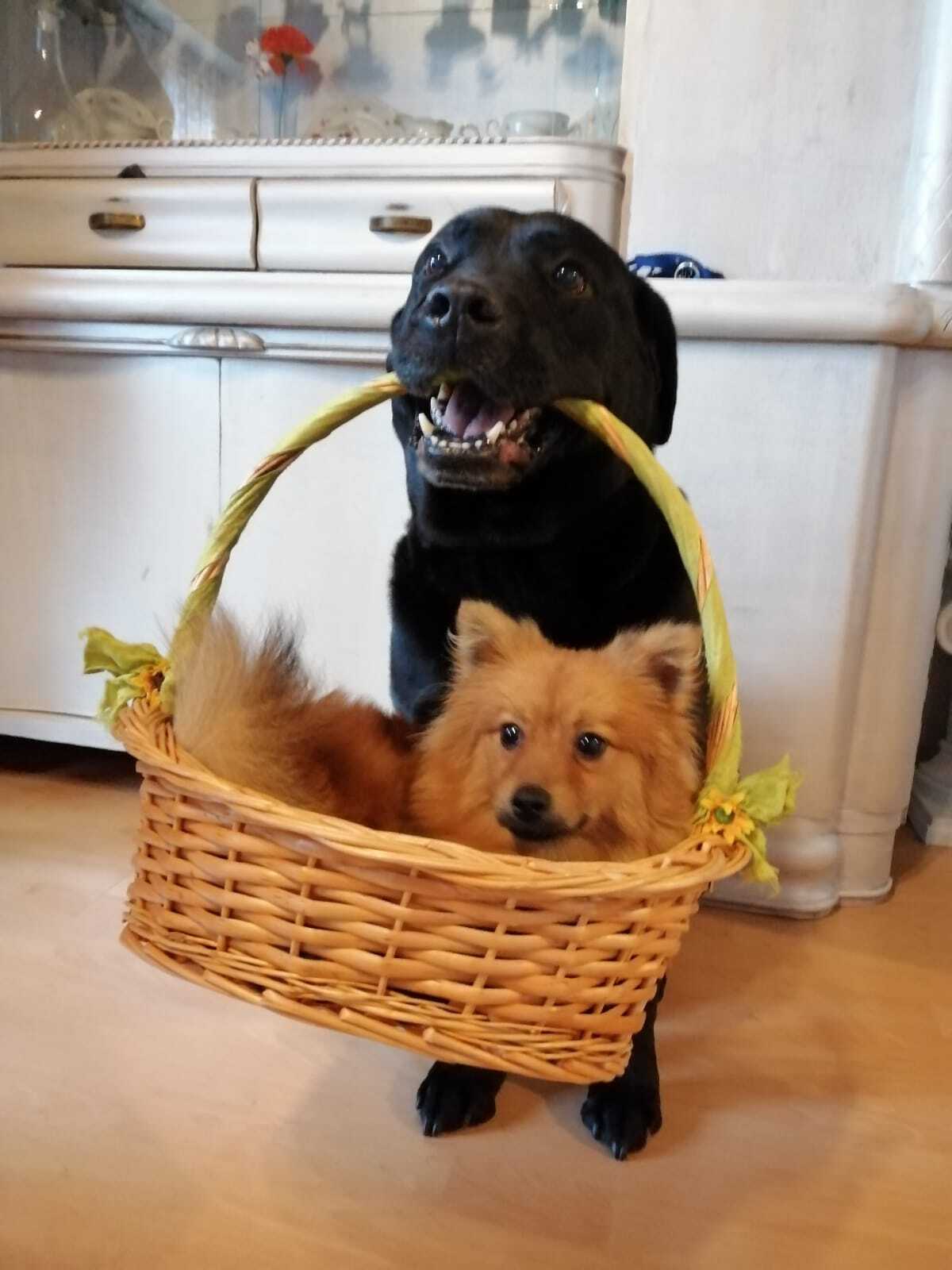 Filmhunde - viele Rassen - Filmhundtraining