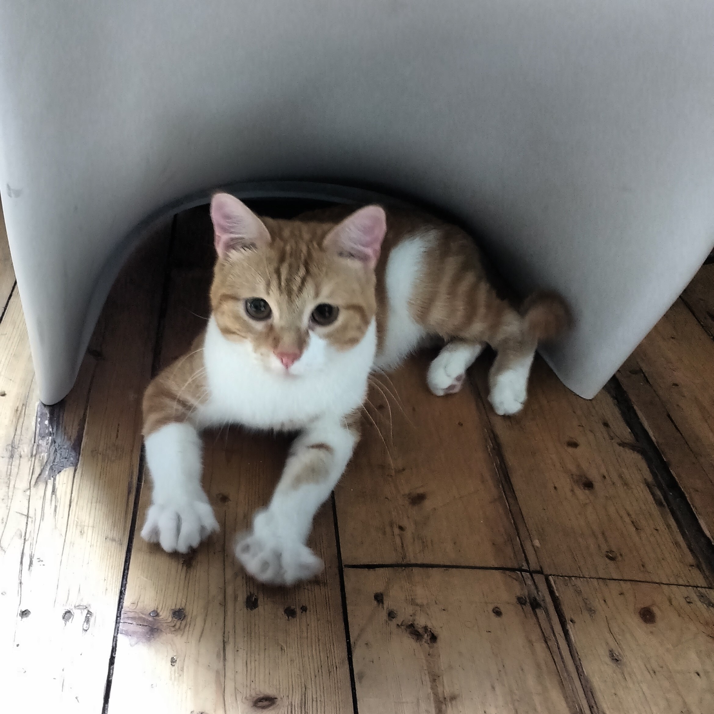 Katzen - Kater Harry - cats - Katze am Filmset