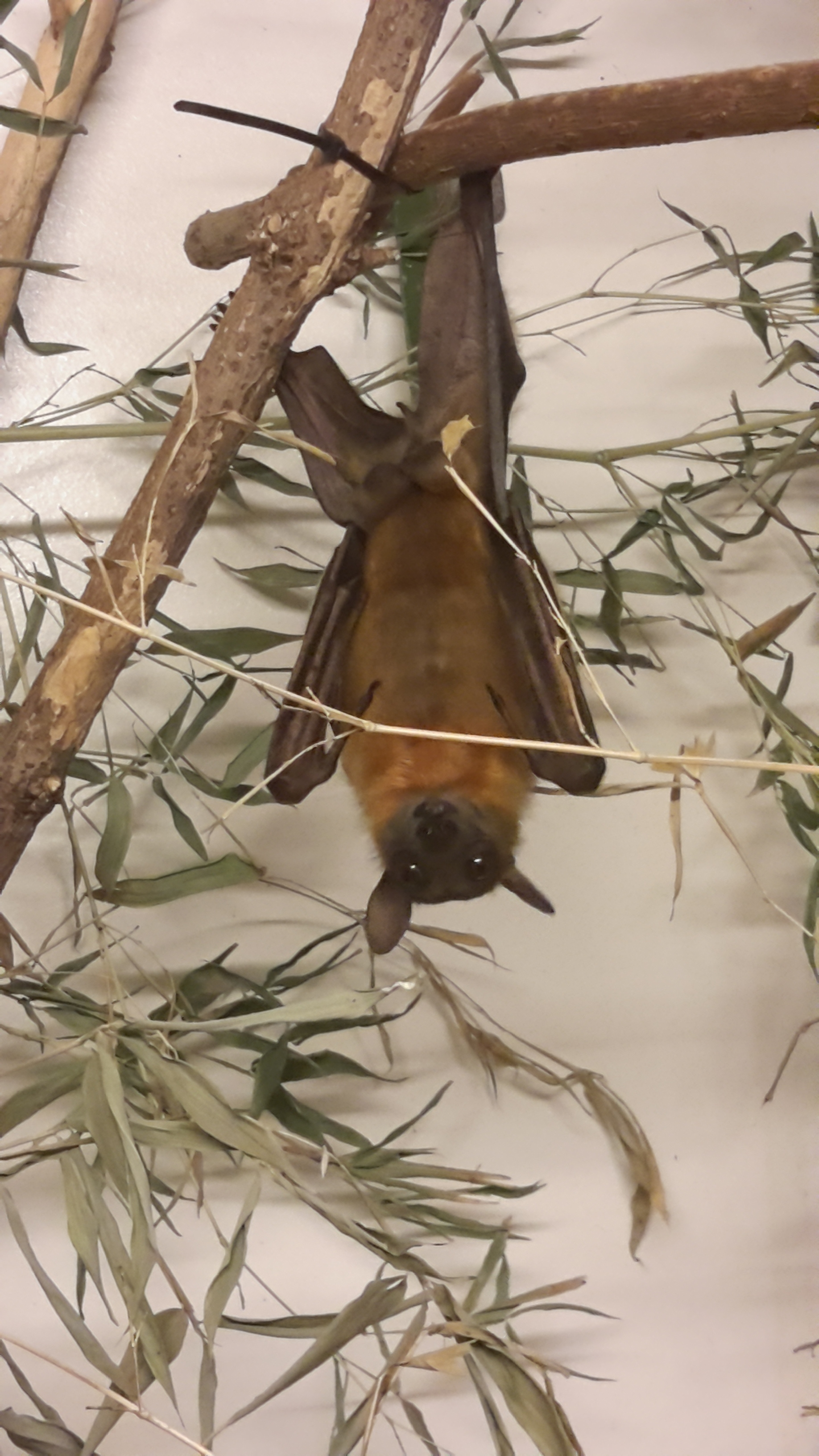 Flughund - Exoten - friutbats / flying foxes