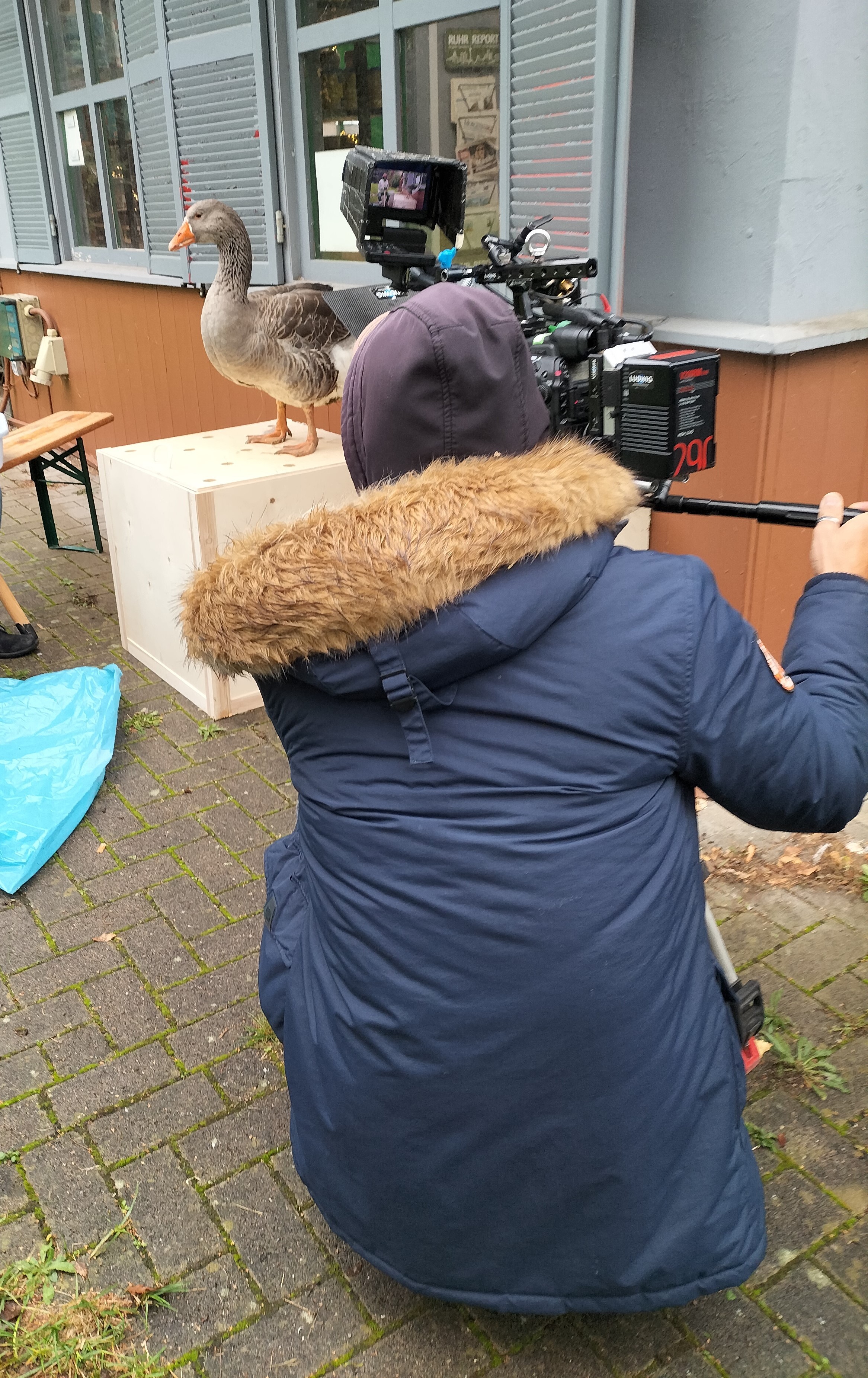 Setwork - Gänse / Filmtiere