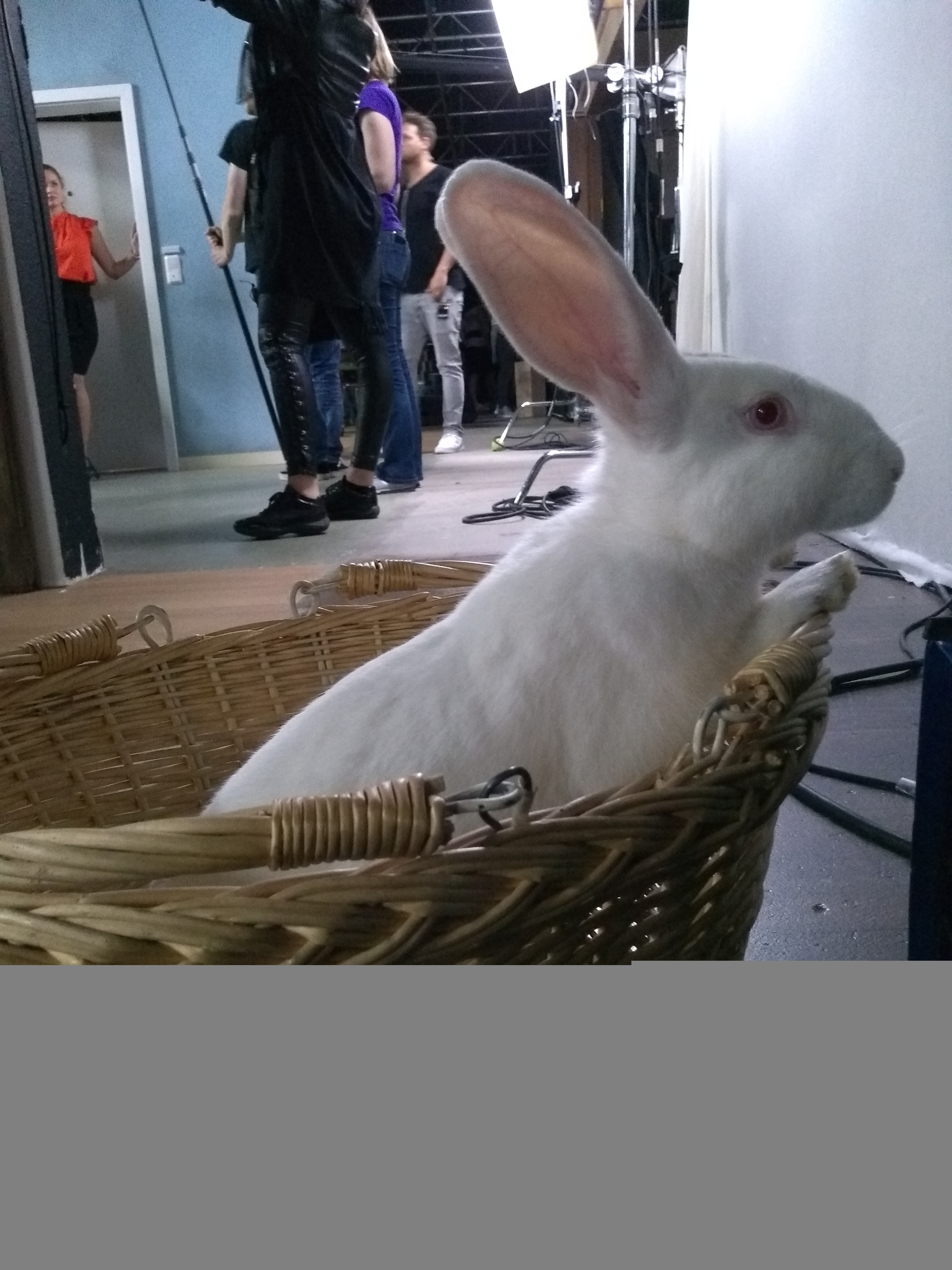 Kaninchen - Kleinsäuger am set - Tierbetreuung