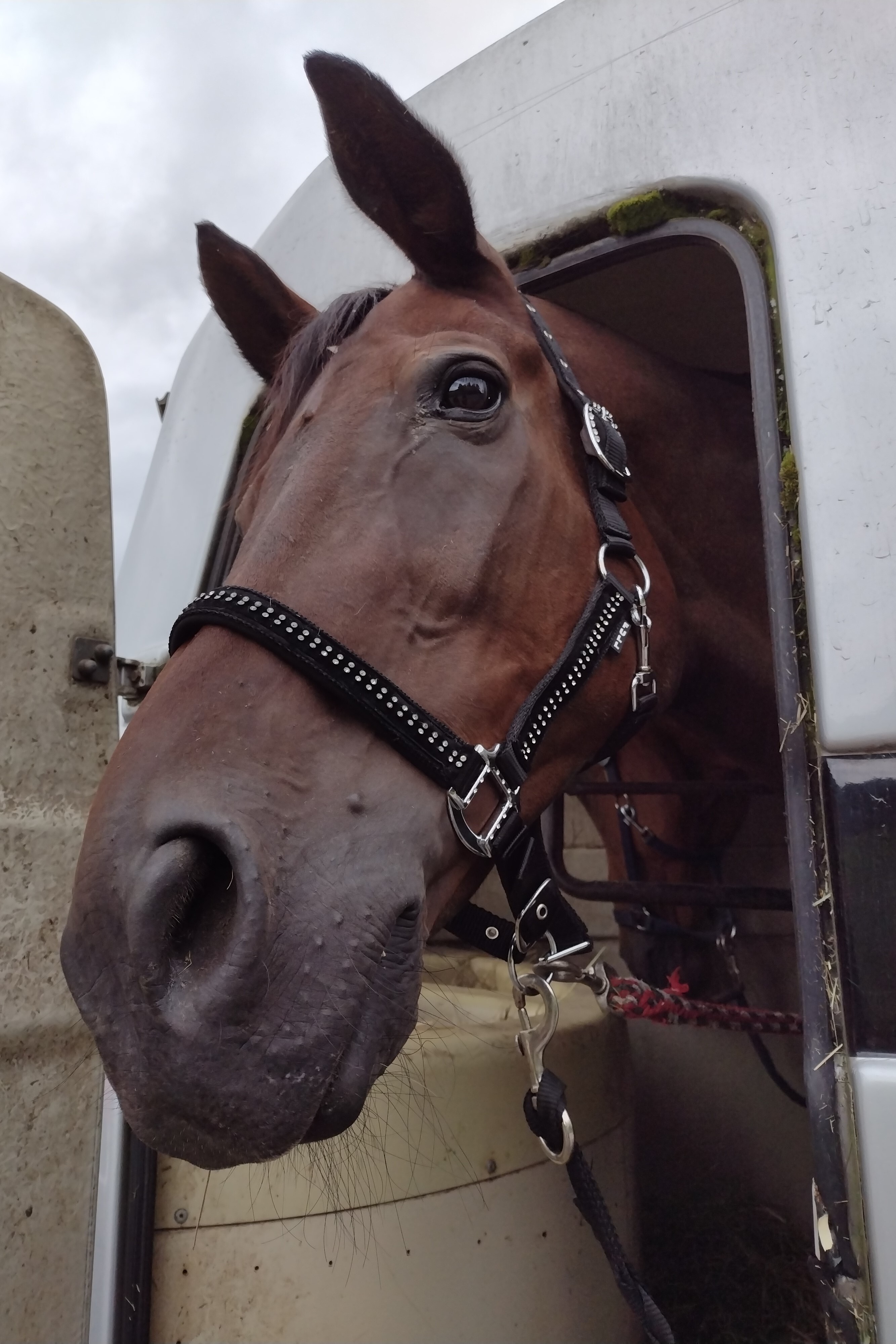 Pferde - Weidetiere - horses - Pferde am set