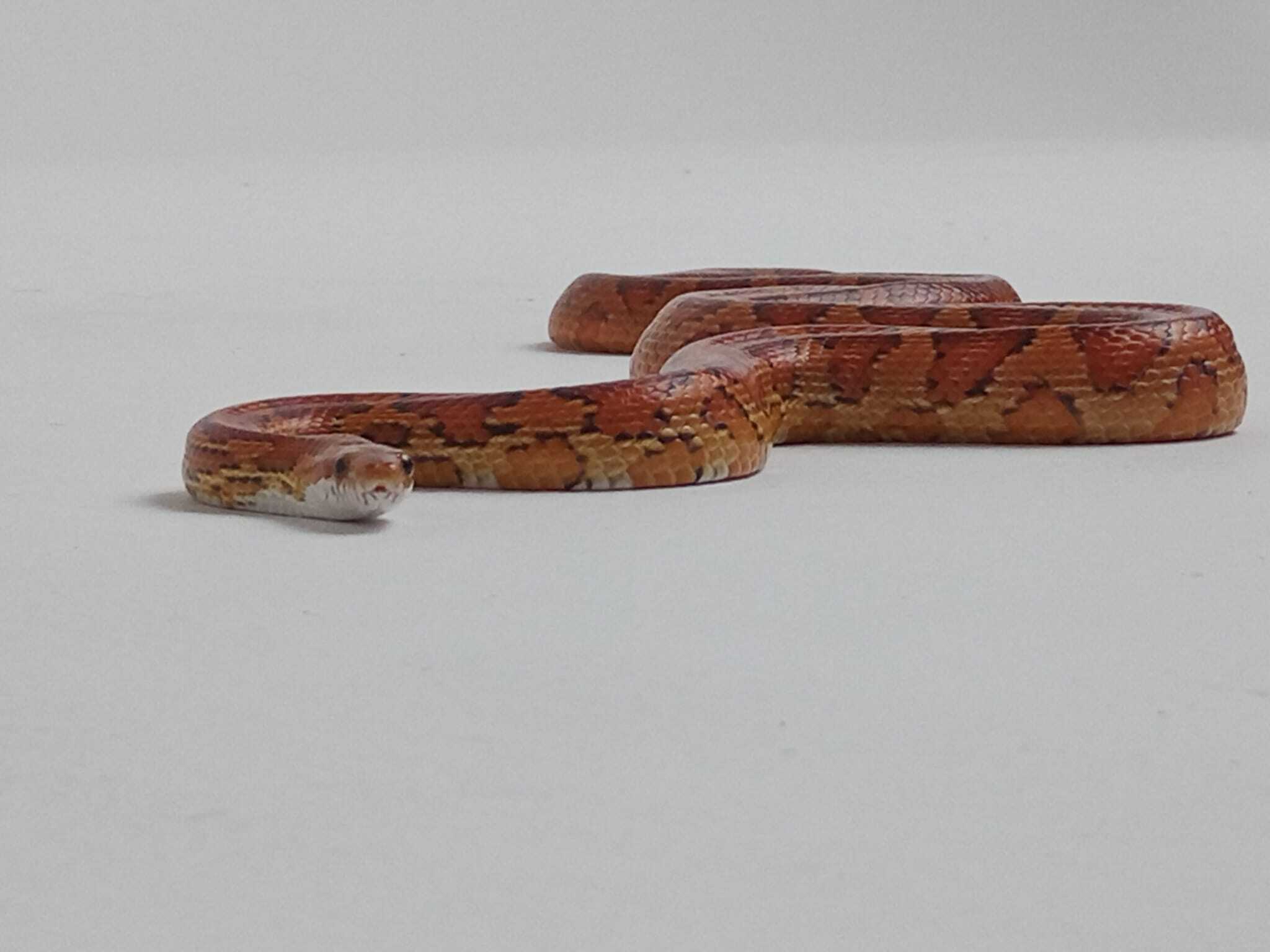 Schlange - Musikvideo - Reptilien koordination / snakes - reptiles