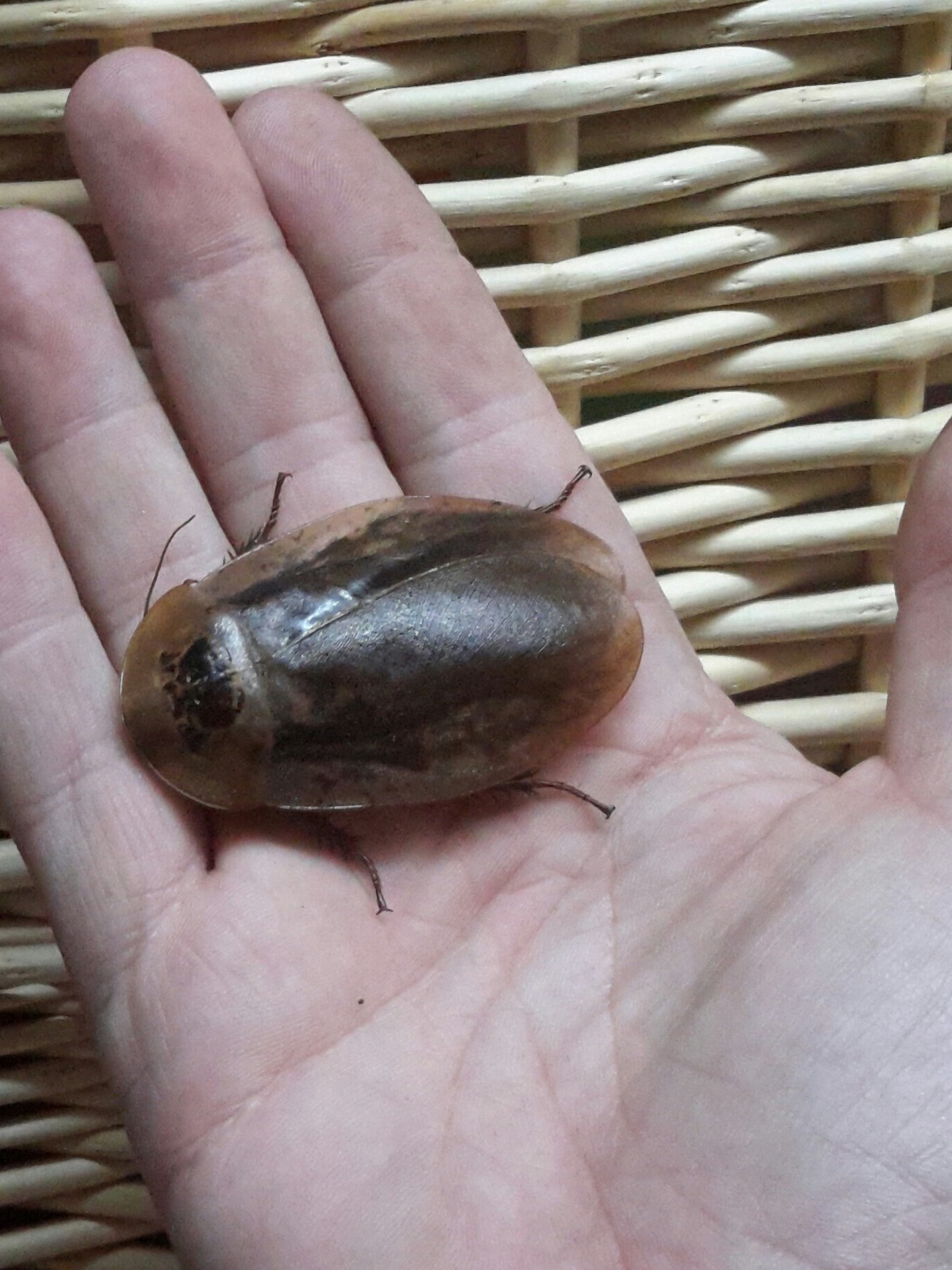 Insekten - grosses Krabbeln im Kino - Kakerlaken - roaches - Schaben