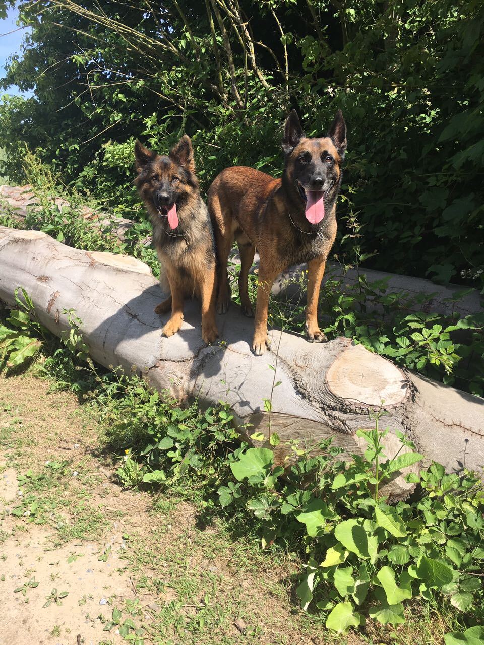 Filmhunde - Schäferhund-duo / Filmhundetraining