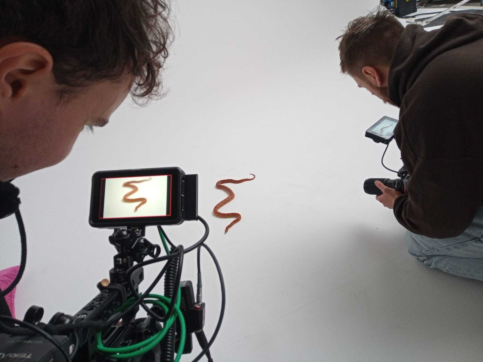 Setarbeit - Schlangenvideo - snakes - Filmreptilien