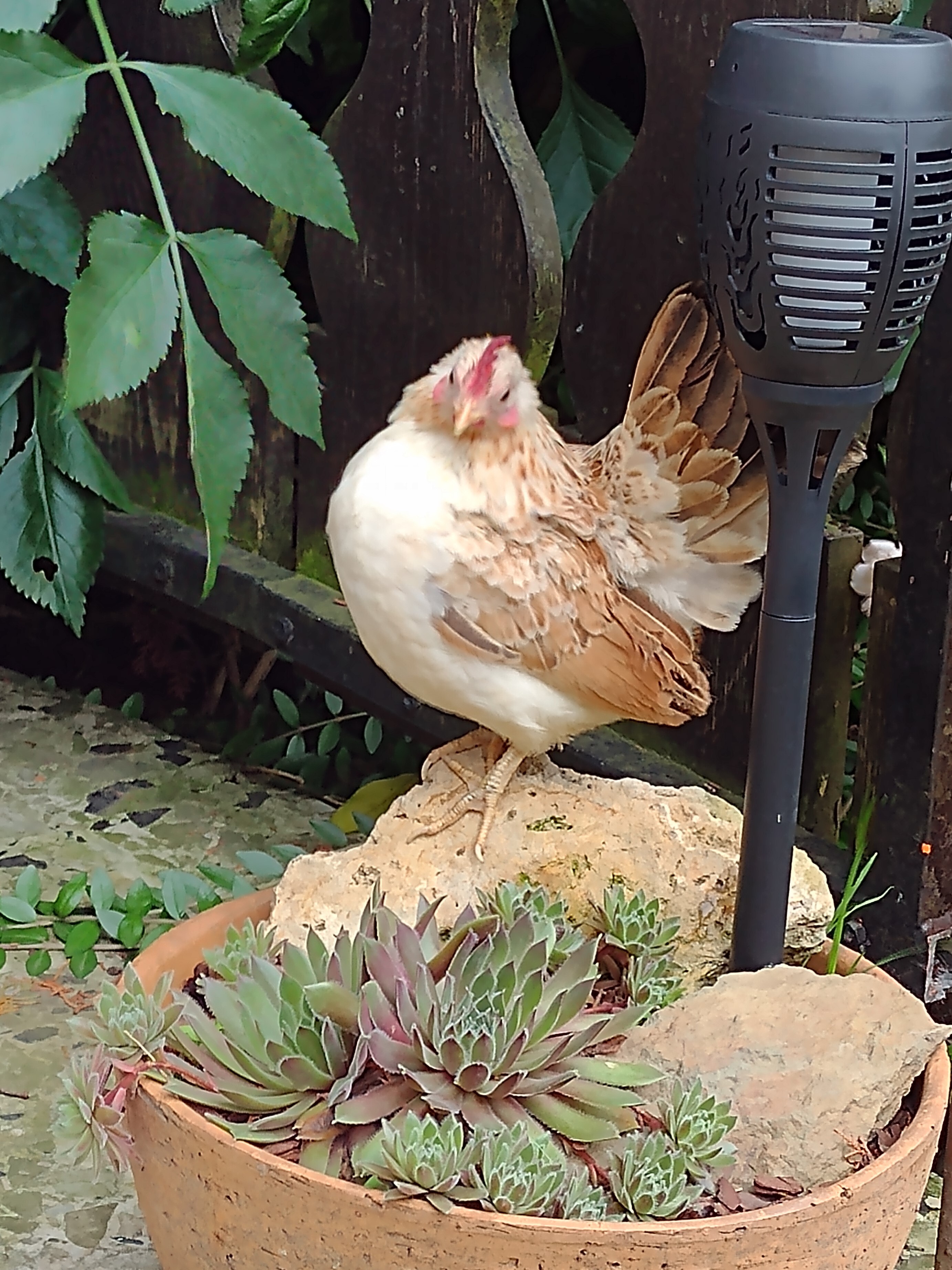 Hühner - Nutzgeflügel / Tiertrainer - chicken