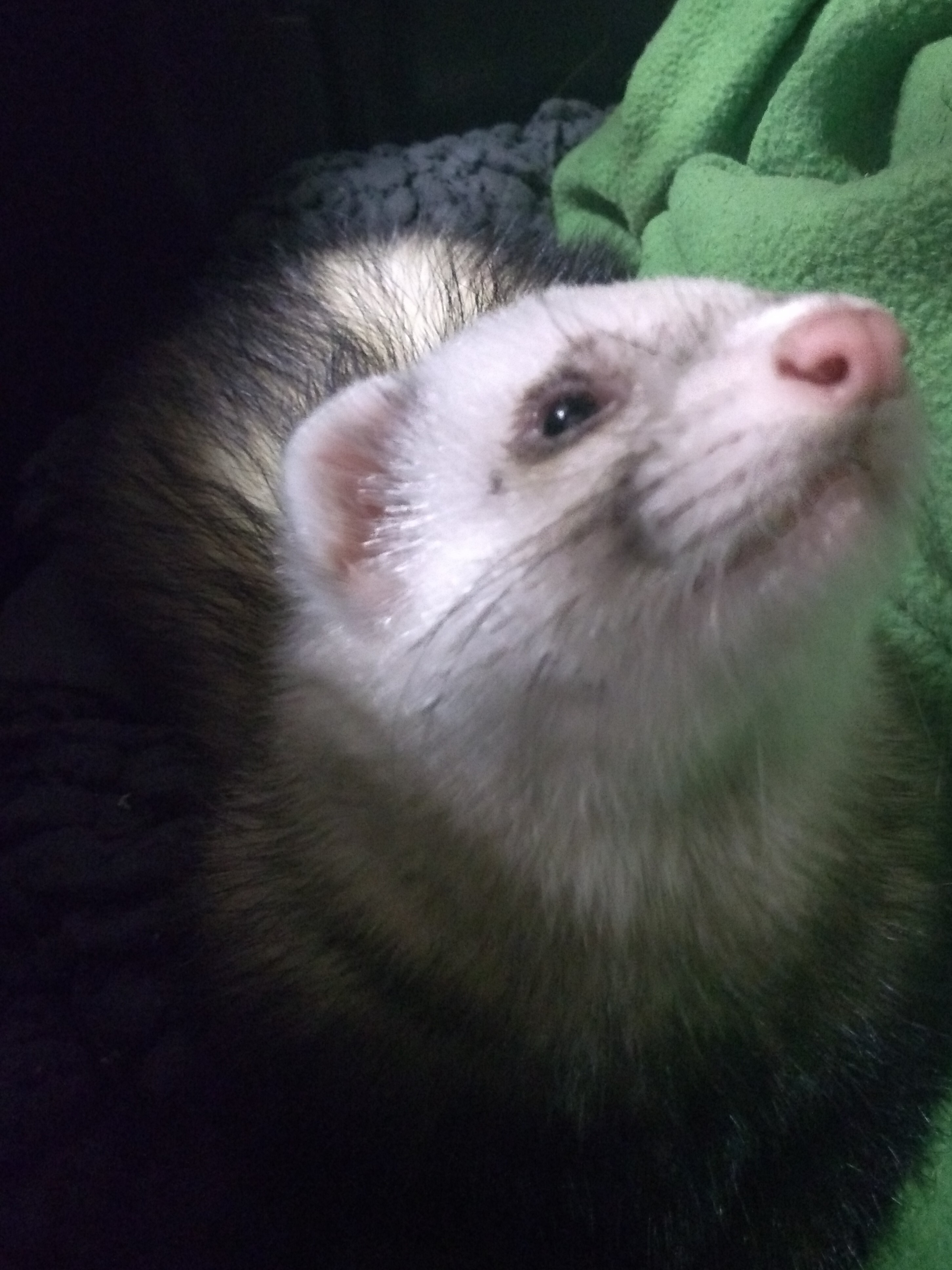 Frettchen Fred - Kleinsäuger / Filmtiertraining - ferret