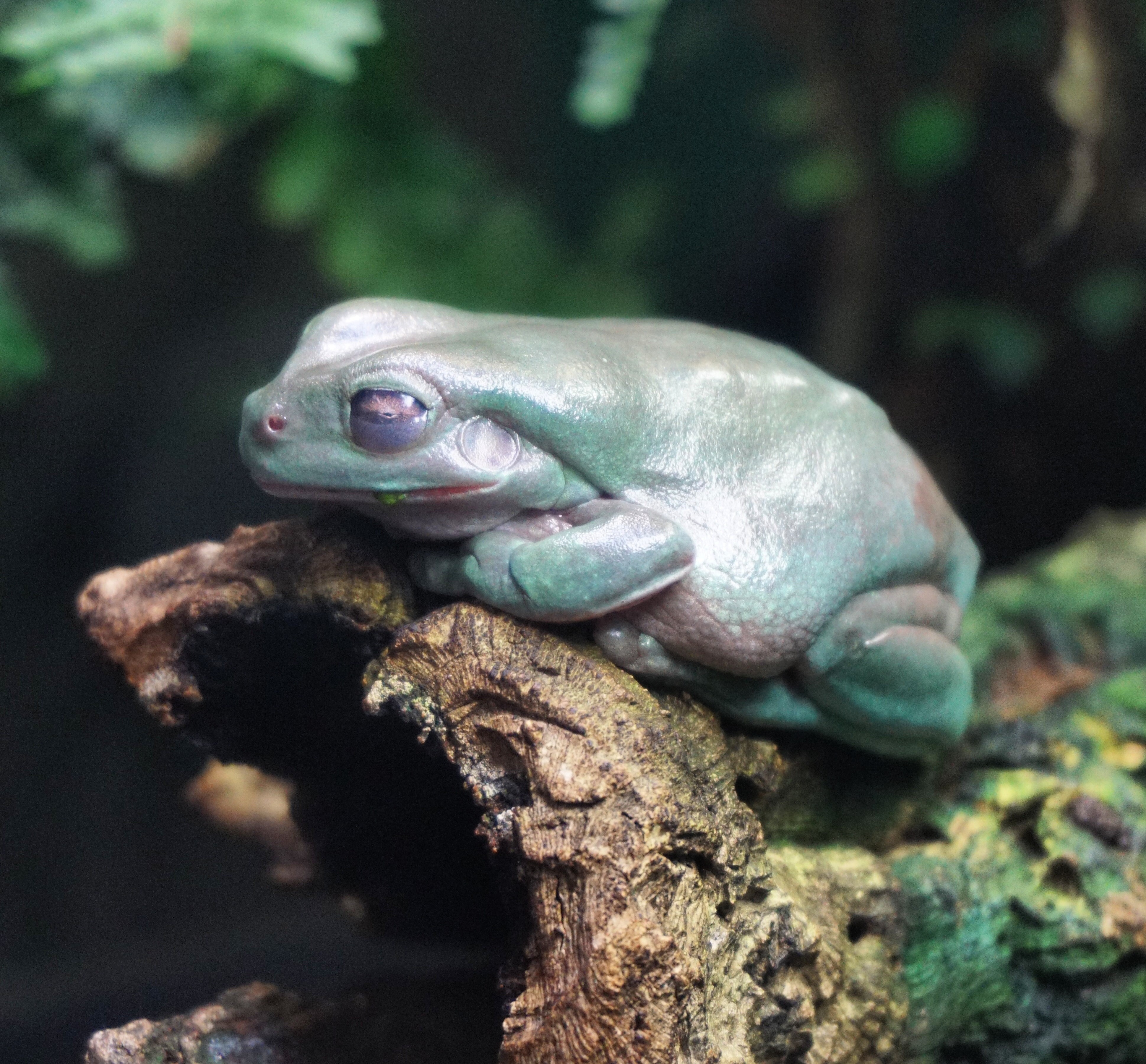 Frösche - Kröten - Molche folgen Kermits Fußspuren...