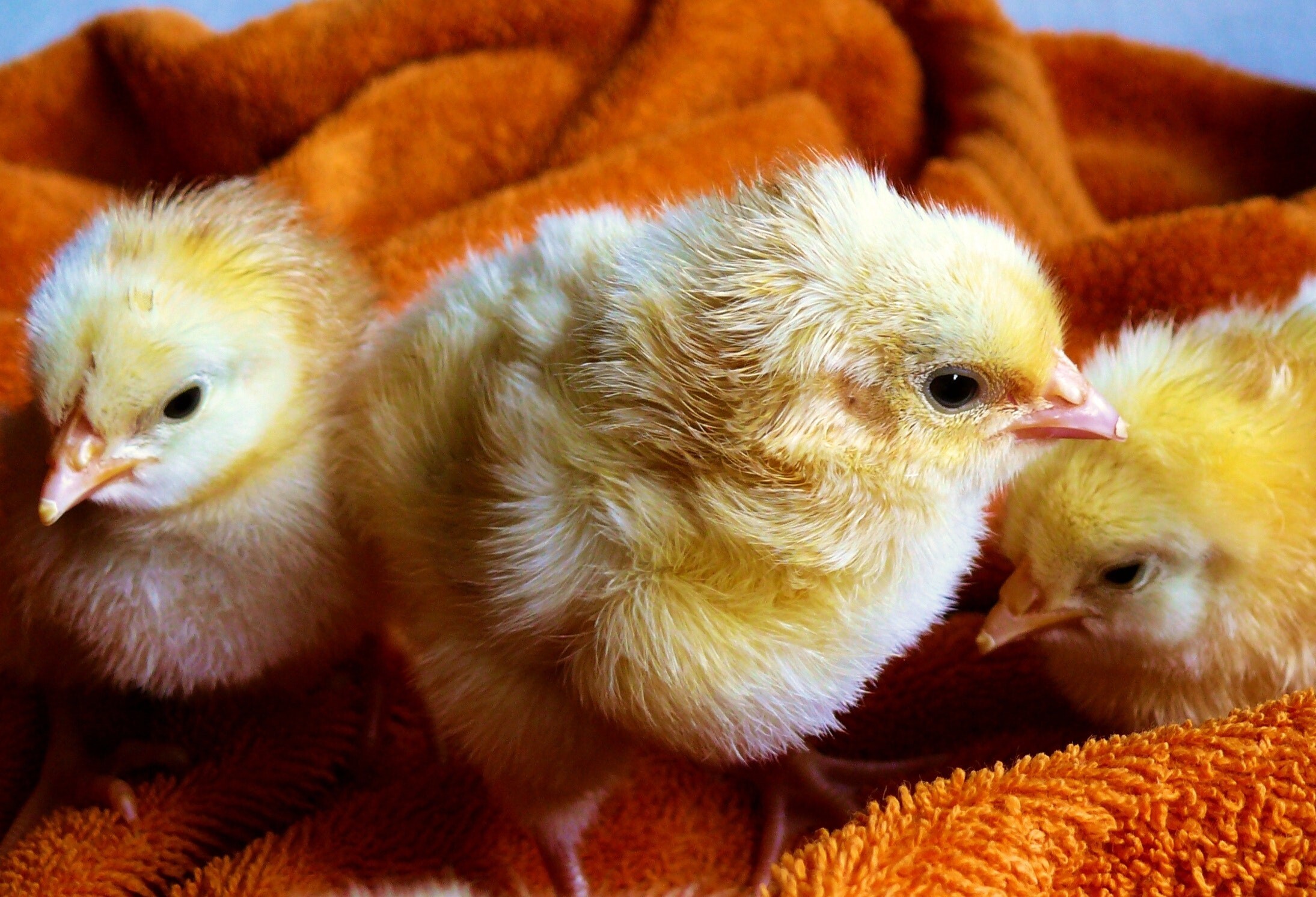 Küken - früh übt sich ...man wächst in die Branche rein