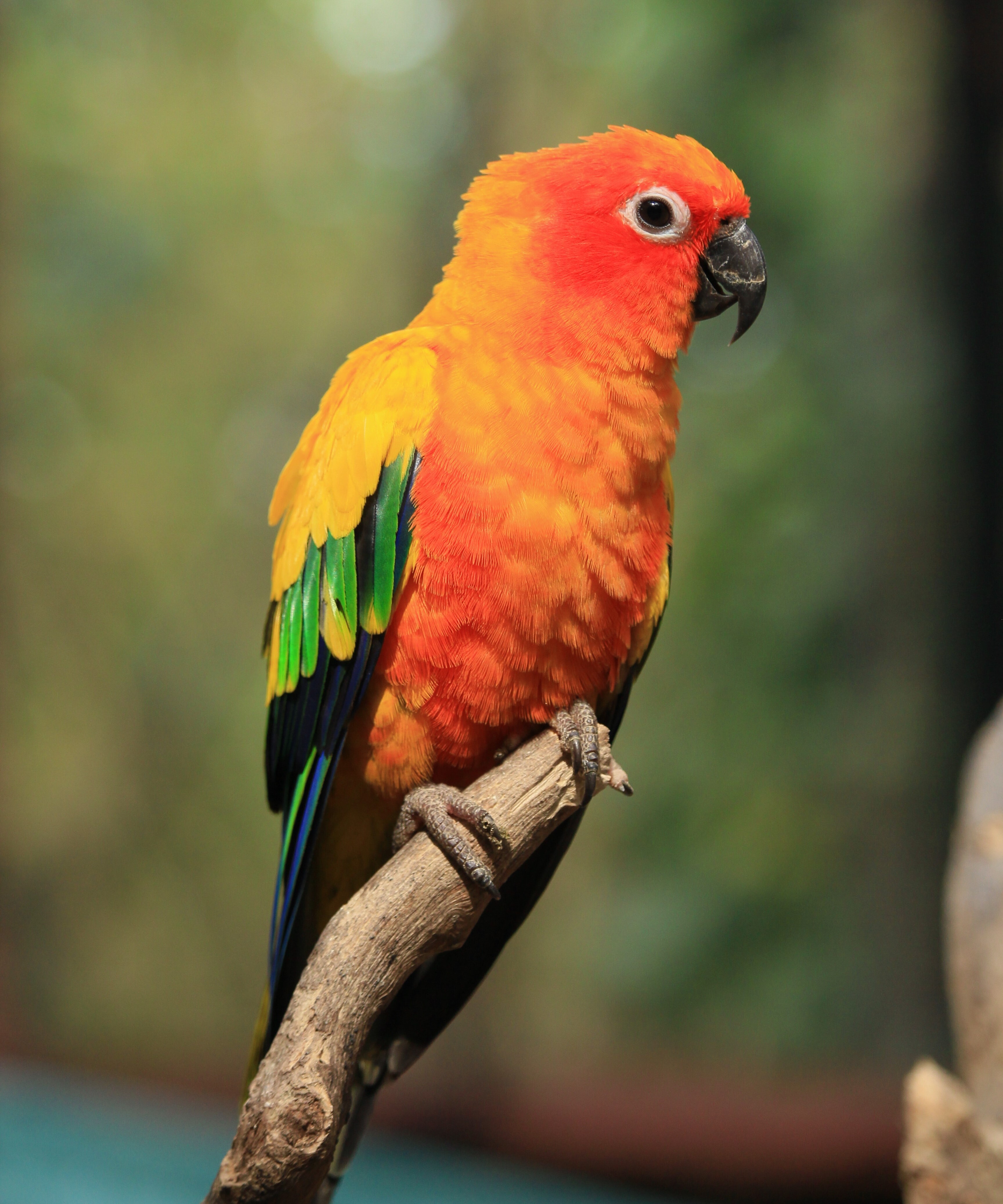 Gaucho - ein Schönling aus unserer Vogelschar