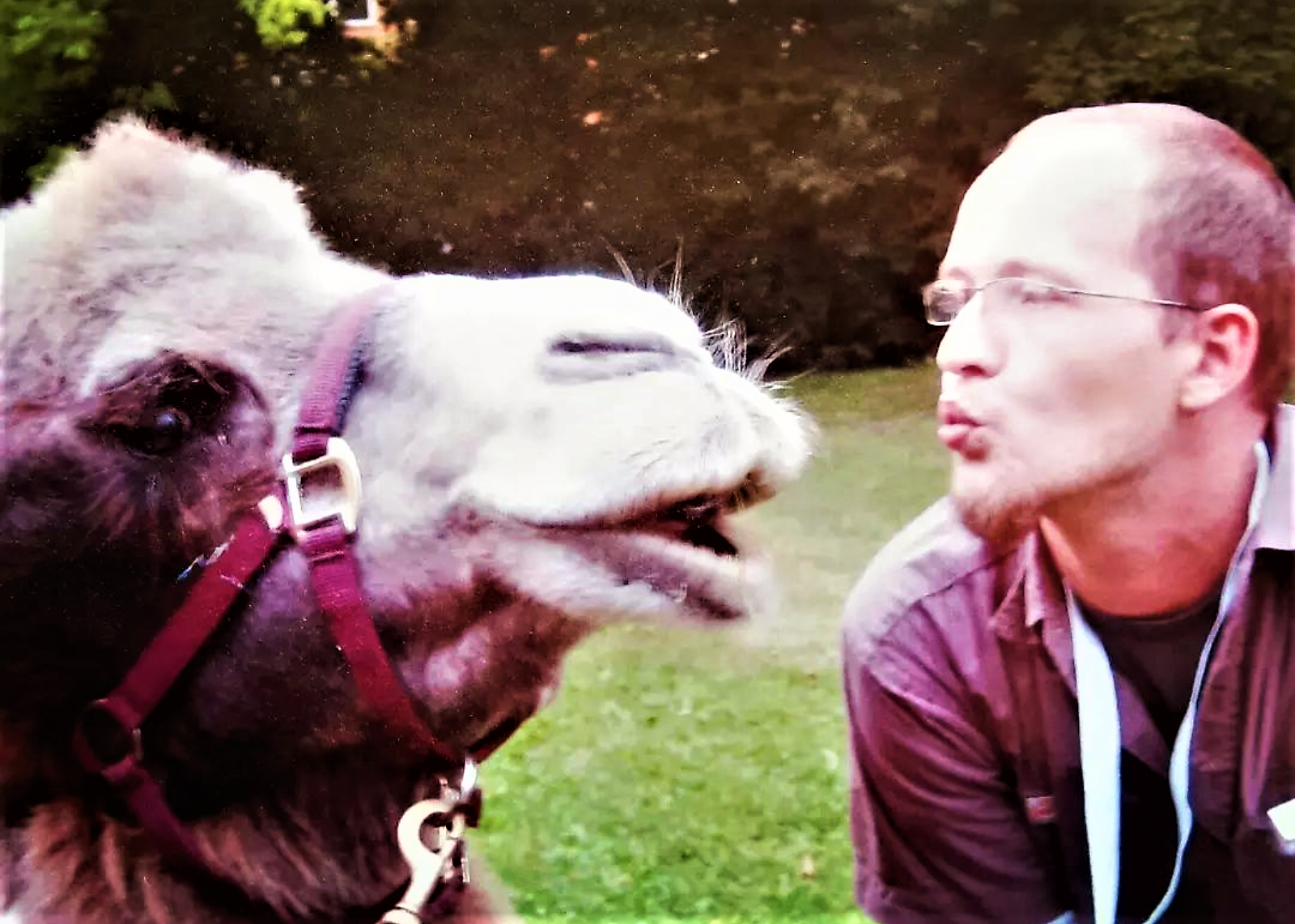 Kollegen unter sich - hier mit Kamelen