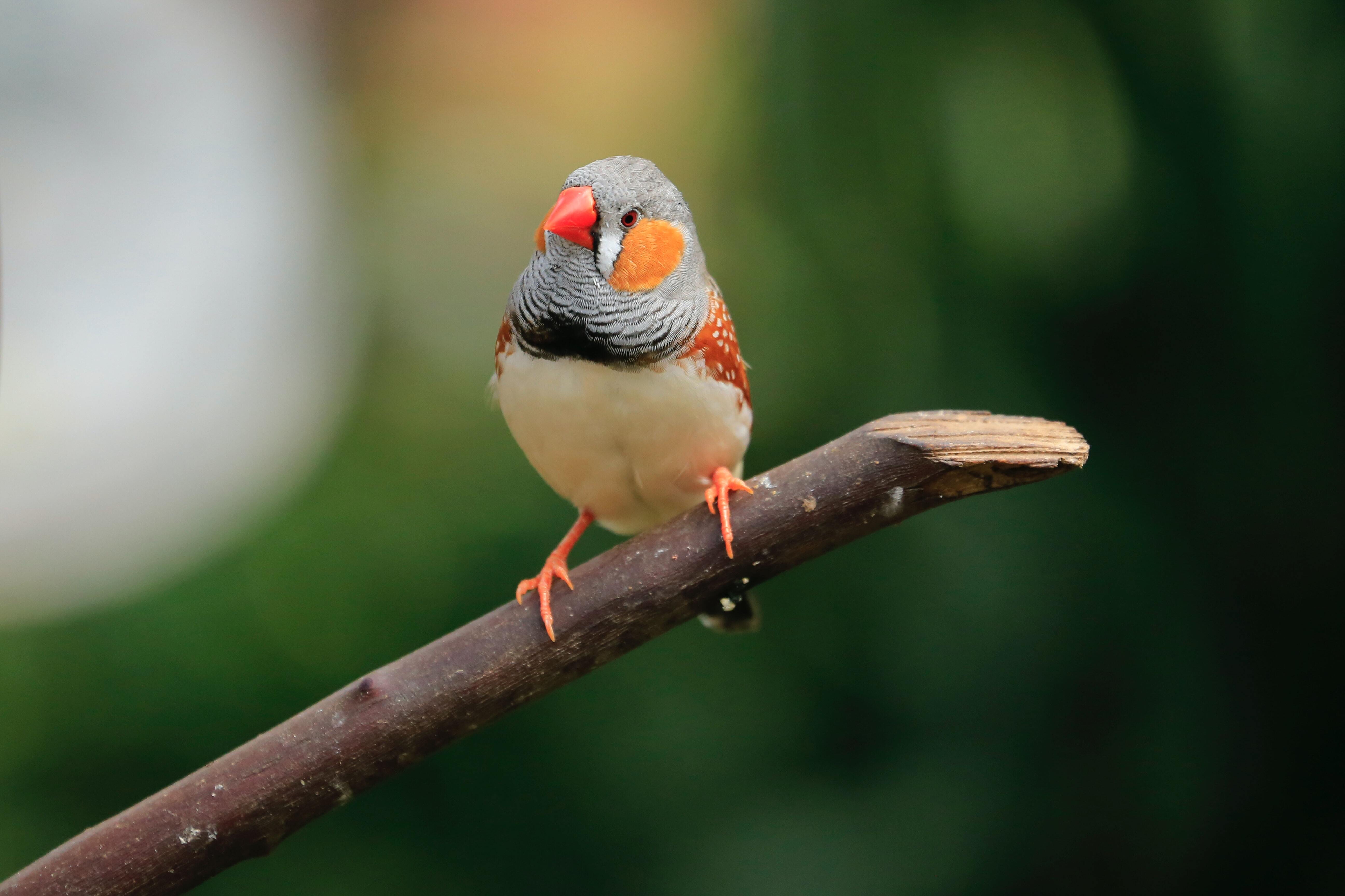 auch kleine Piepmätze warten auf ihren Einsatz