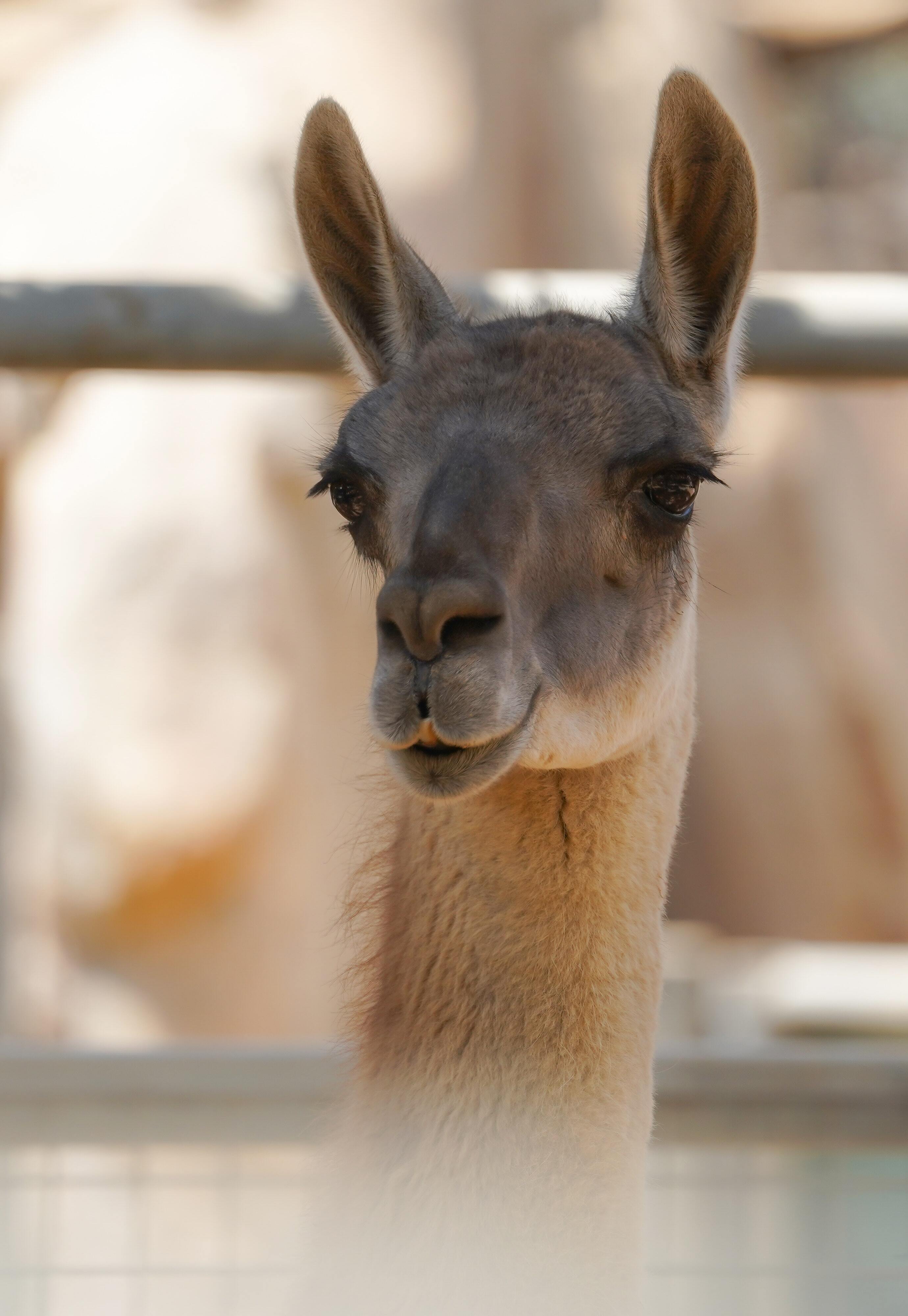 Lamas für Filmarbeiten