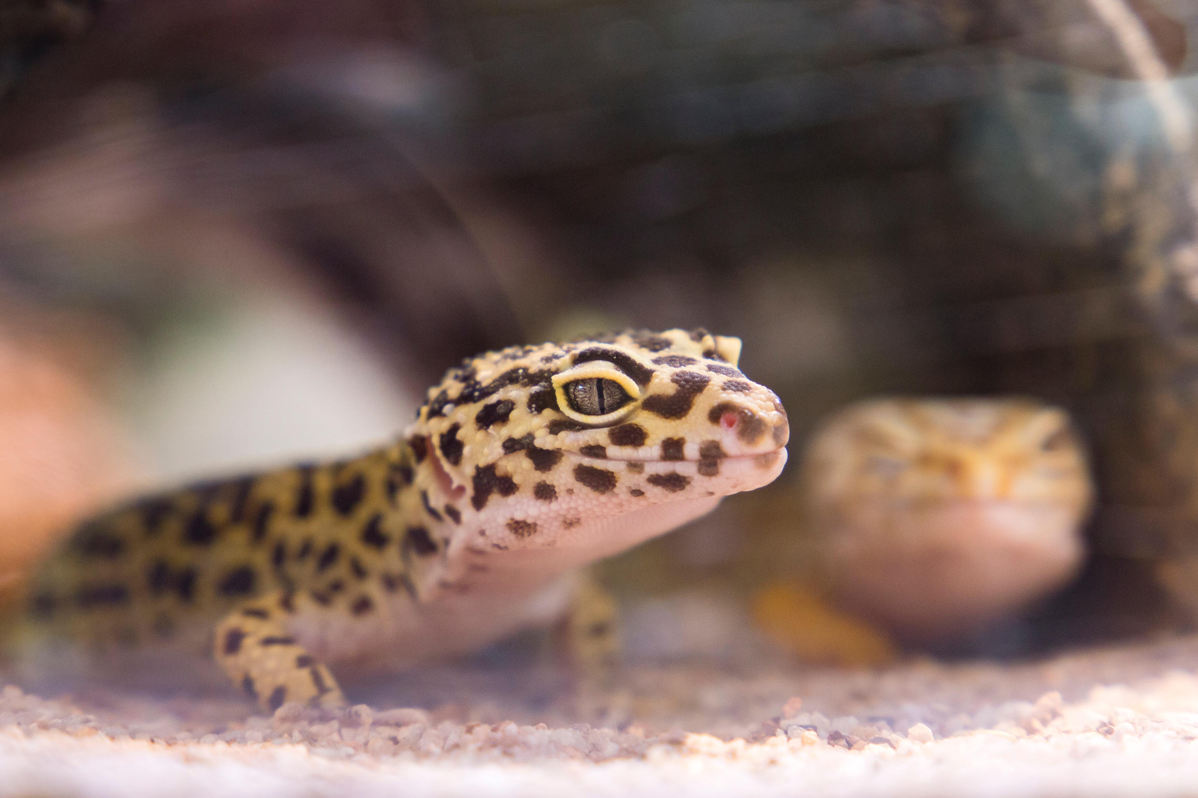 Leopardgeckos sind Teil unseres reichhaltigen Reptiliensortiments