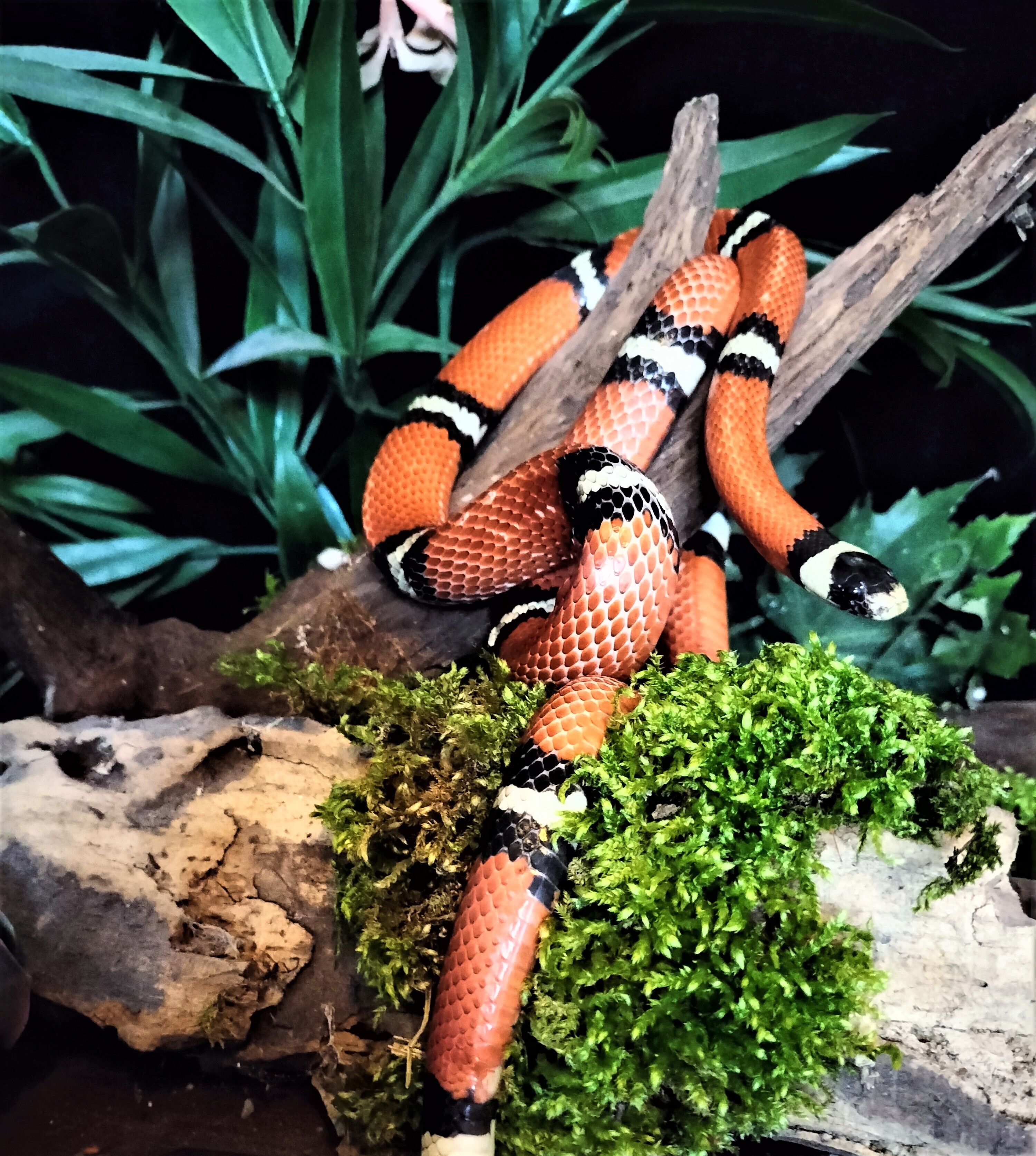 Schlangen in allen Farben und Größen schlängeln auch für ihr Event