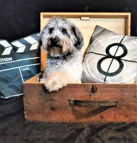 Spike bei der Arbeit - Hundetraining