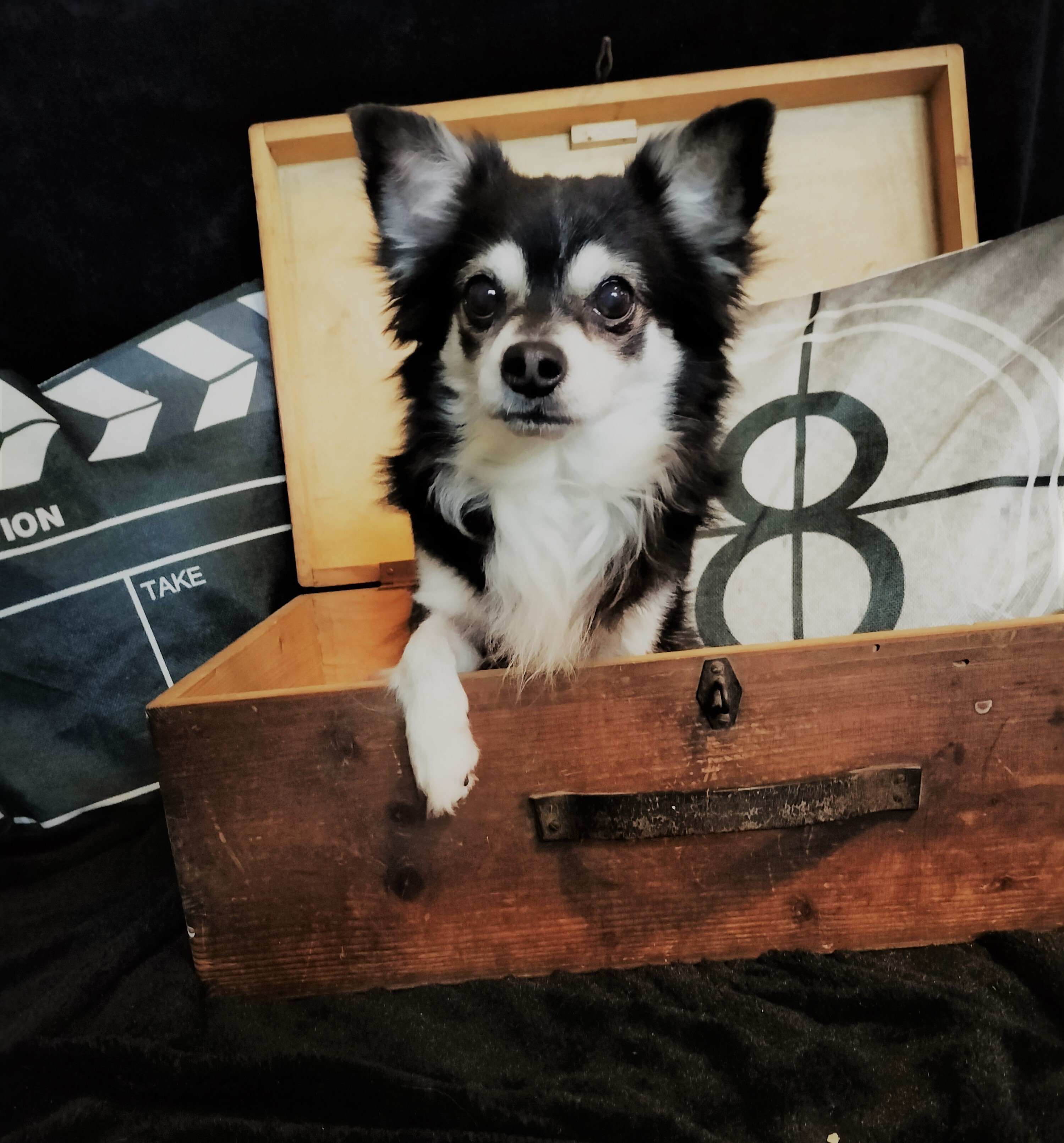 Toni beim Shooting - einer unserer vielfältigen Hundedarstelller