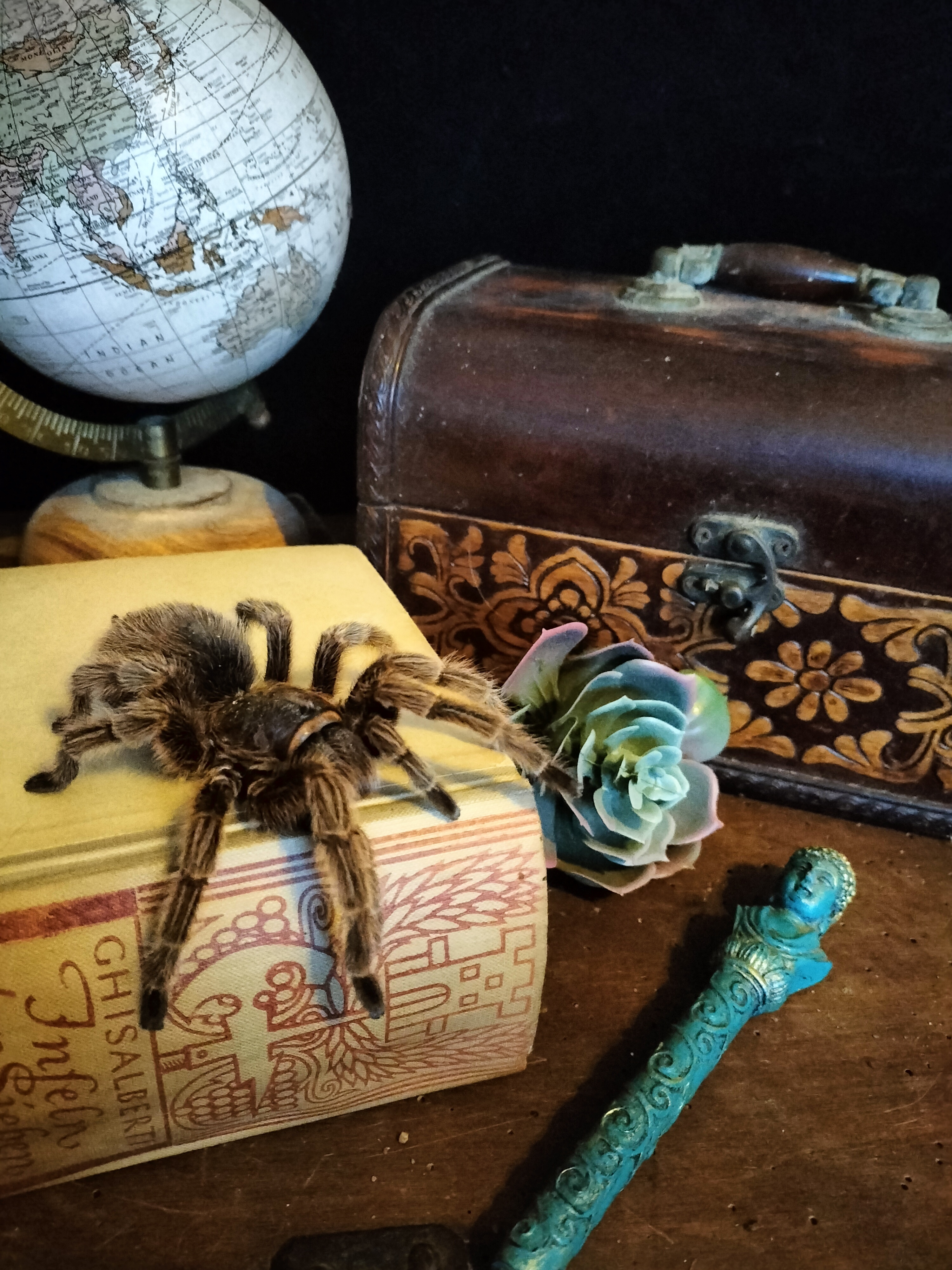 Vogelspinne - nix für Schreckhafte aber gut zum erschrecken