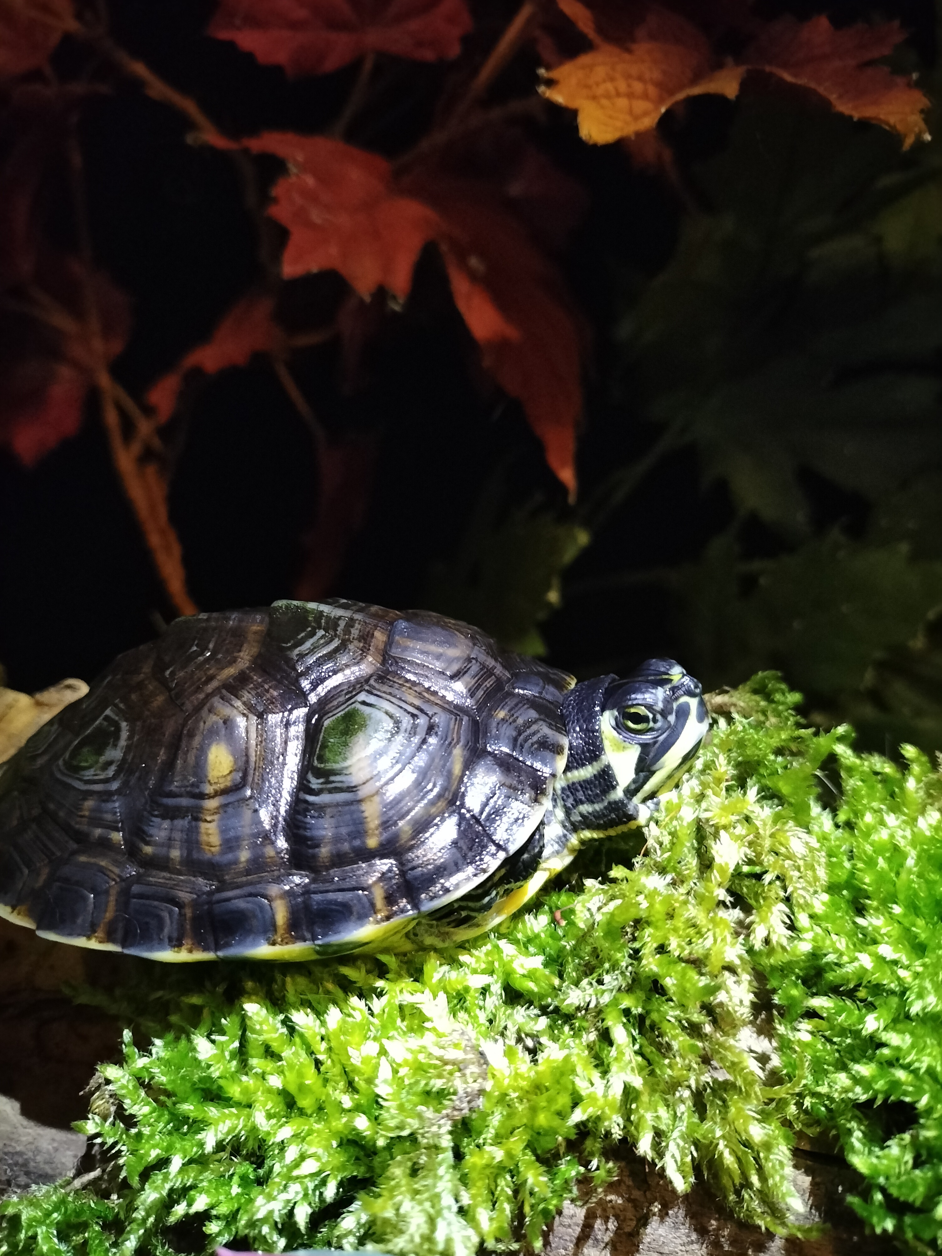 Wasser- und Landschildkröten finden sie bei uns in allen Größen