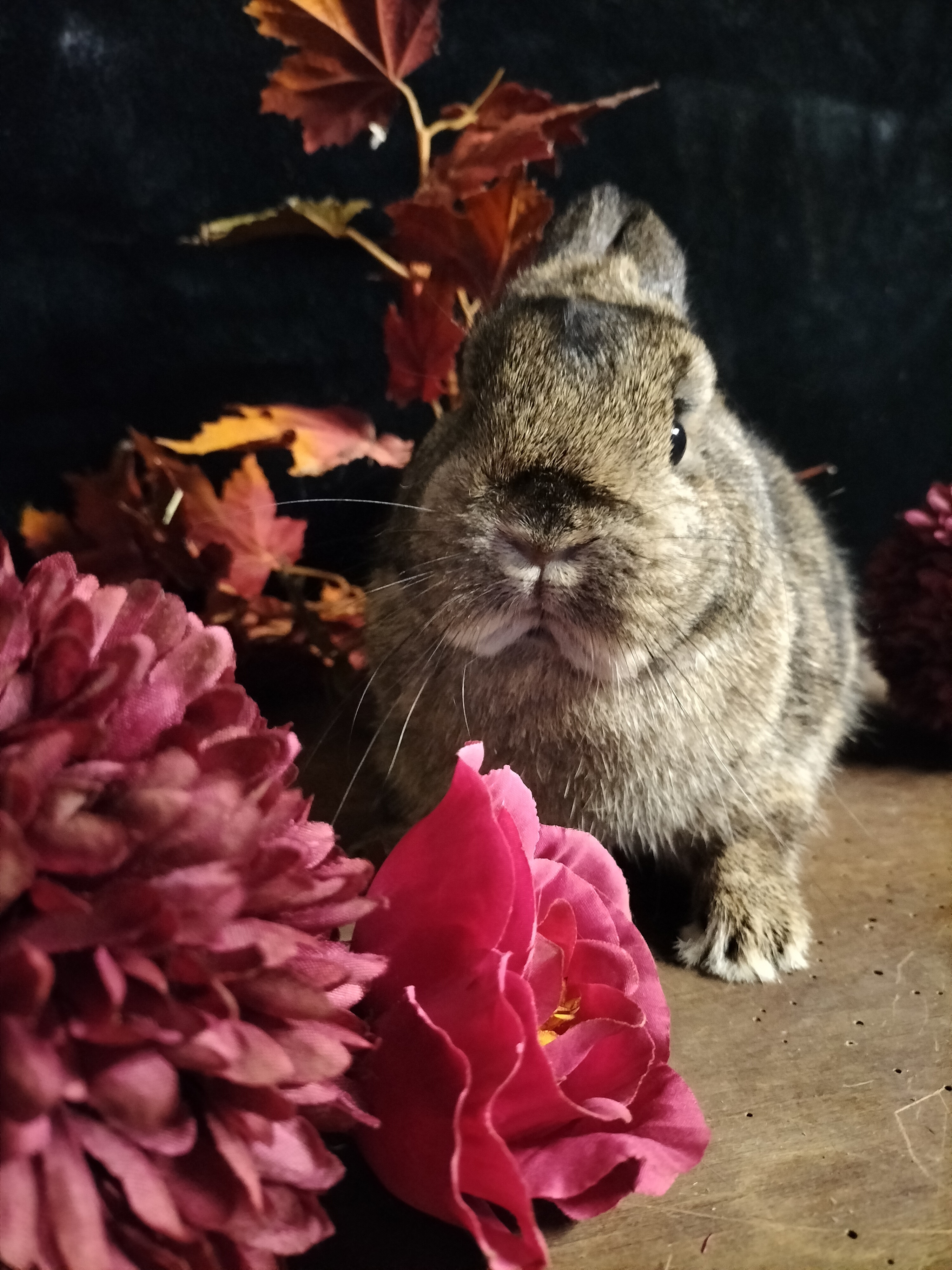 Filmkaninchen in allen Farben und Größen